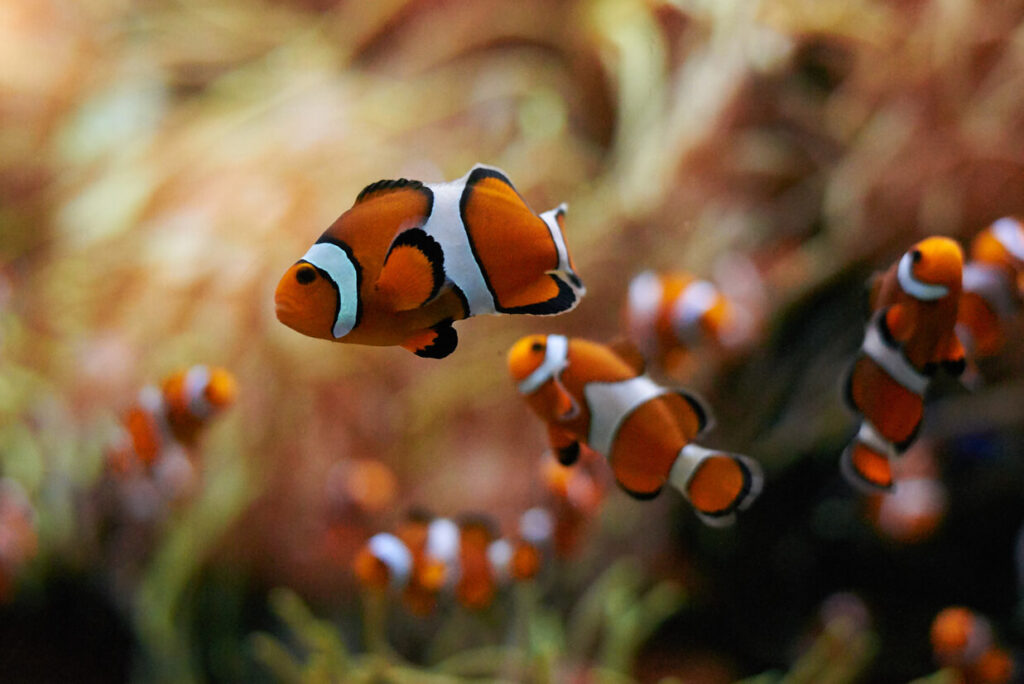 school-of-clown-fish-swimming-underwater-2021-08-27-10-28-13-utc.jpg